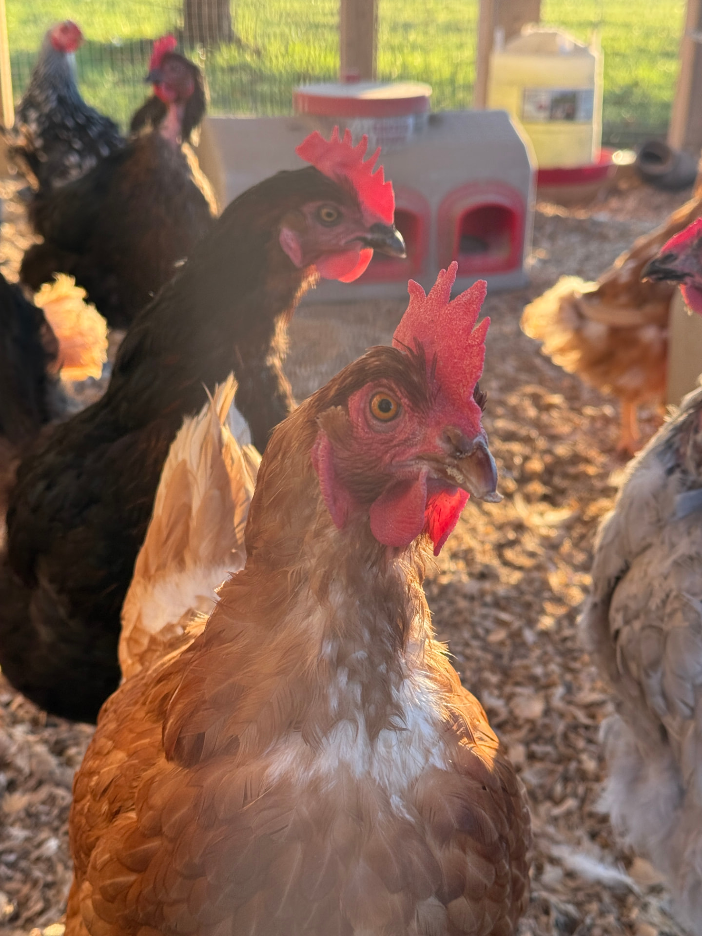 Chickens at Springhaven