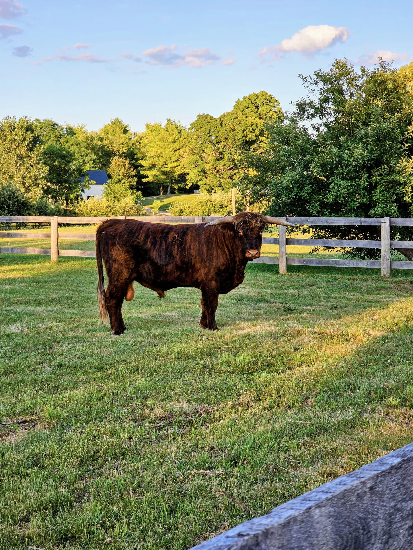 Brindle, a Highland bull, in the pasture at Springhaven
